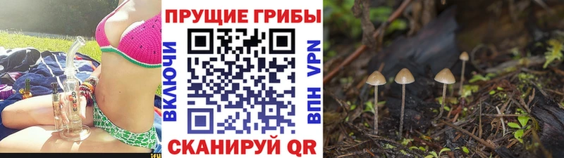 Псилоцибиновые грибы ЛСД OMG ONION Кадников закладки